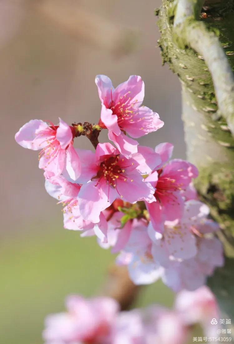 如梦似幻桃花仙